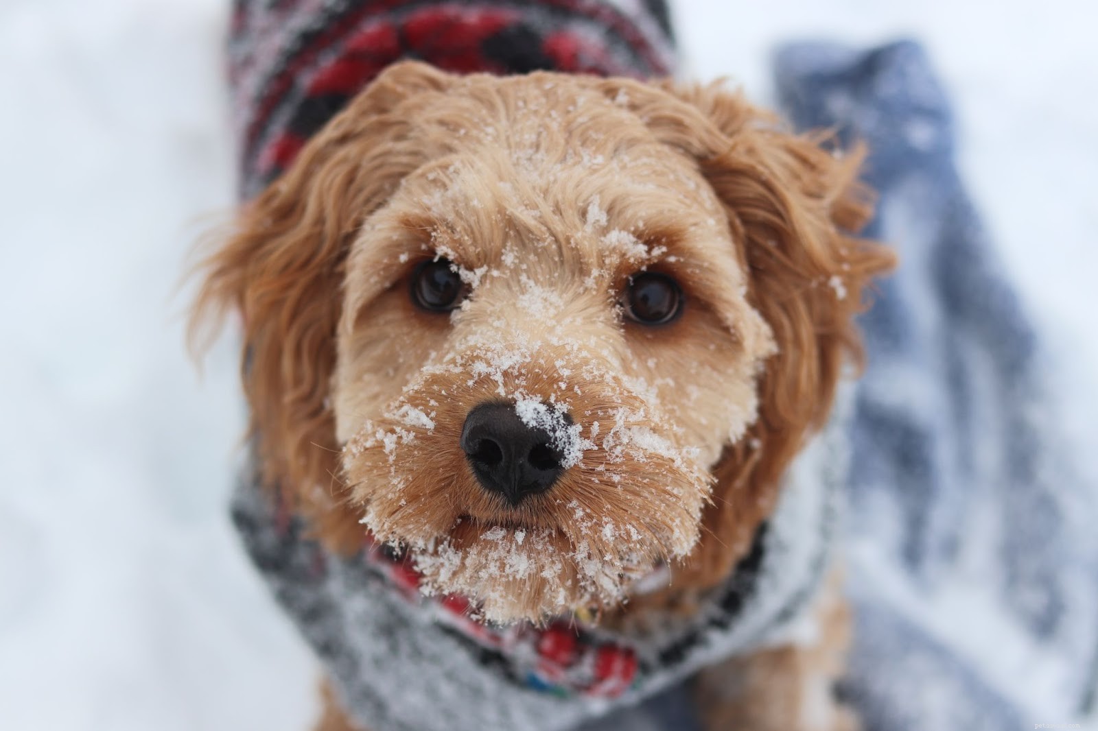 Antifreeze And Dogs:The Facts