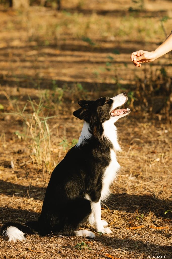 Wat zijn de beste hondensnoepjes voor training?