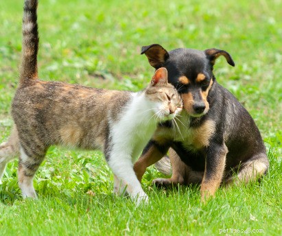 Hoe u uw kat en hond kunt helpen met elkaar opschieten