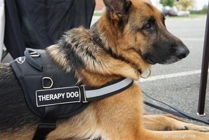 Práticas recomendadas para treinamento de cães de terapia