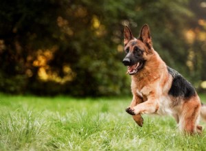 O Pastor Alemão Husky Mix pode comer comida picante?