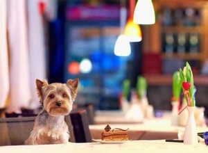 9 maneiras de passar o dia dos namorados com seu cachorro 