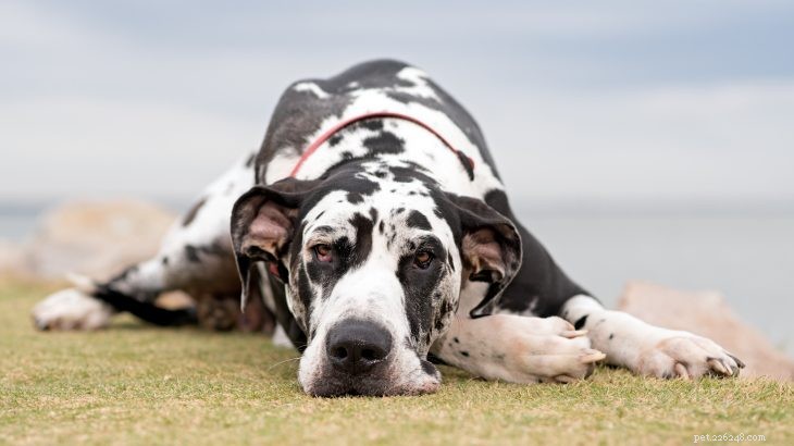 Top 11 des races de chiens les plus paresseux