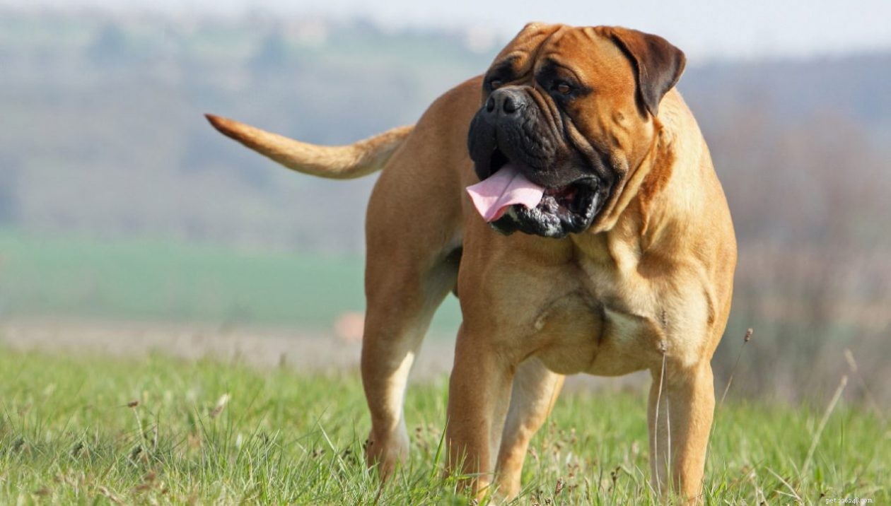 11 лучших пород собак с низким энергопотреблением