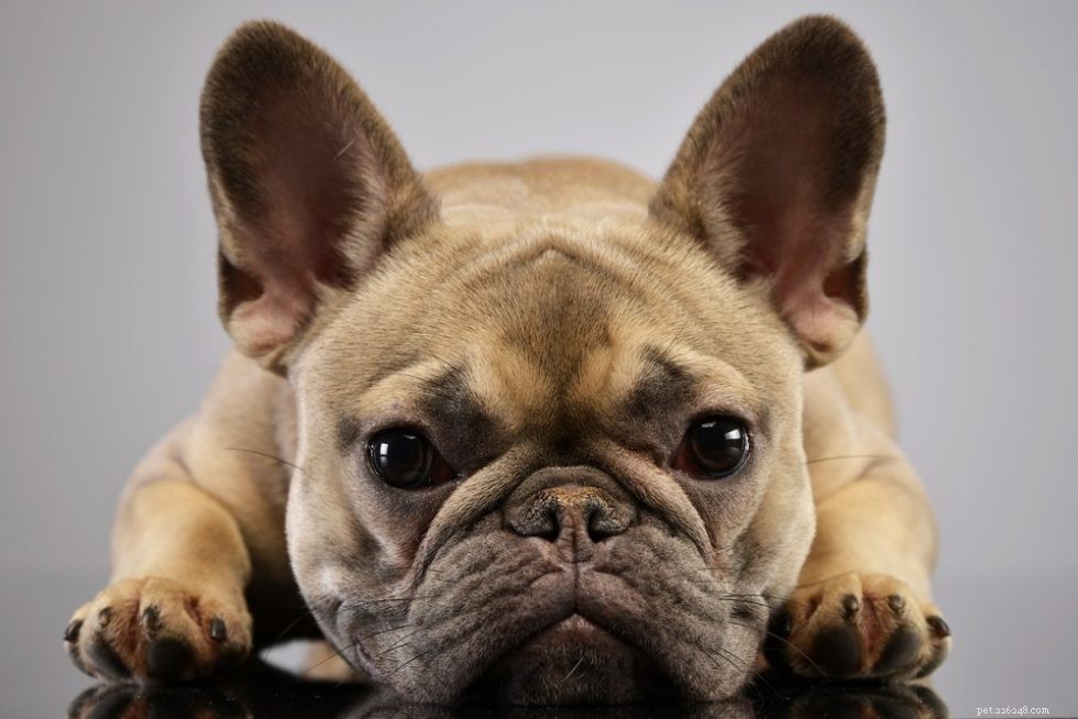Le 11 migliori razze canine a basso consumo energetico