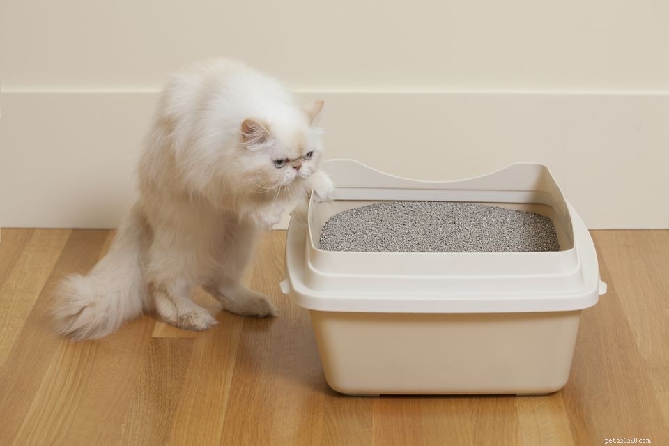 凝集性または非凝集性の猫のトイレ–ペルシャ猫に最適なのはどれですか？ 