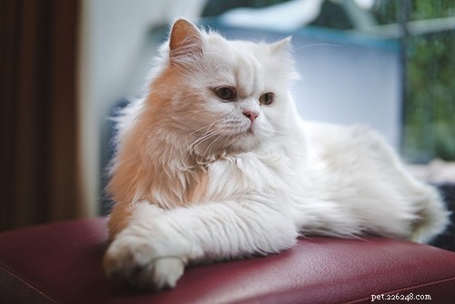 Ninhada de gato aglomerante ou não aglomerada – qual é a melhor para o gato persa?