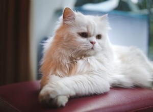 덩어리지거나 뭉치지 않는 고양이 배설물 – 페르시안 고양이에게 가장 적합한 것은 무엇입니까?