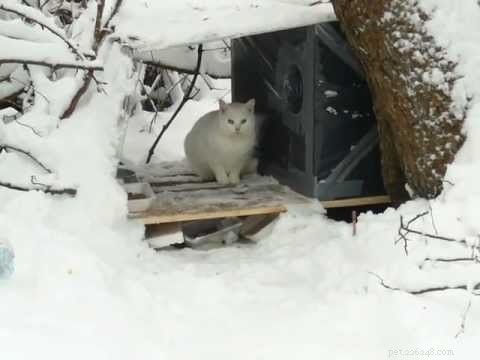 屋外の猫の避難所についてのよくある質問 