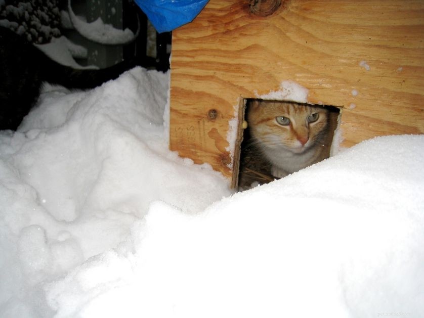 Domande frequenti sul rifugio per gatti all aperto
