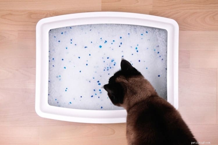 Kristalen OF niet-klonterende kattenbakvulling – welke is het beste en natuurlijker?