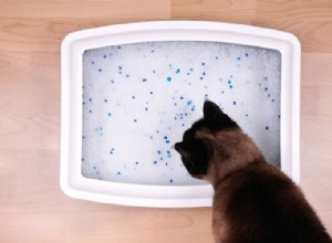 クリスタルまたは固まりのない猫のトイレ–どちらが最良で自然ですか？ 