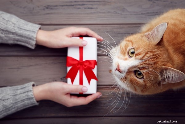 고양이 구독 상자 – 고양이를 위해 구매해야 하는 이유