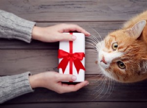 Kattenabonnement – ​​Waarom zou ik kopen voor mijn kat?