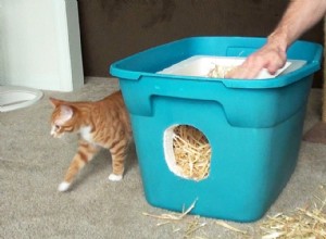 野生の屋外猫シェルター–冬に猫を救うにはどうすればよいですか？ 