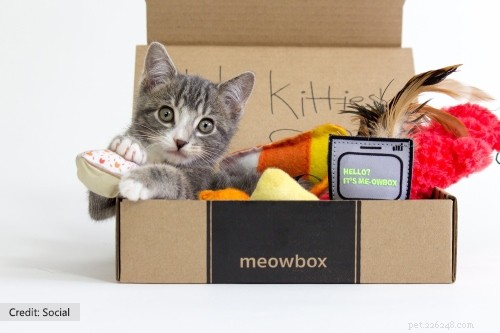 Вы ищете варианты в коробке подписки Cat?