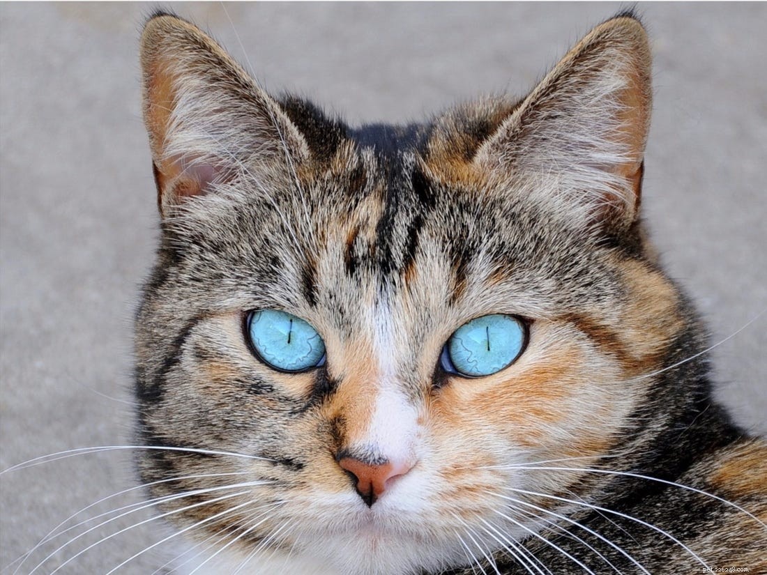 Кошачье ночное видение лучше человеческого или нет?