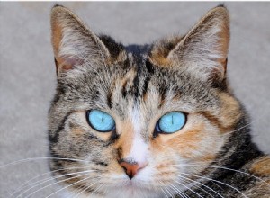 Kočičí noční vidění je lepší než lidé, nebo ne?