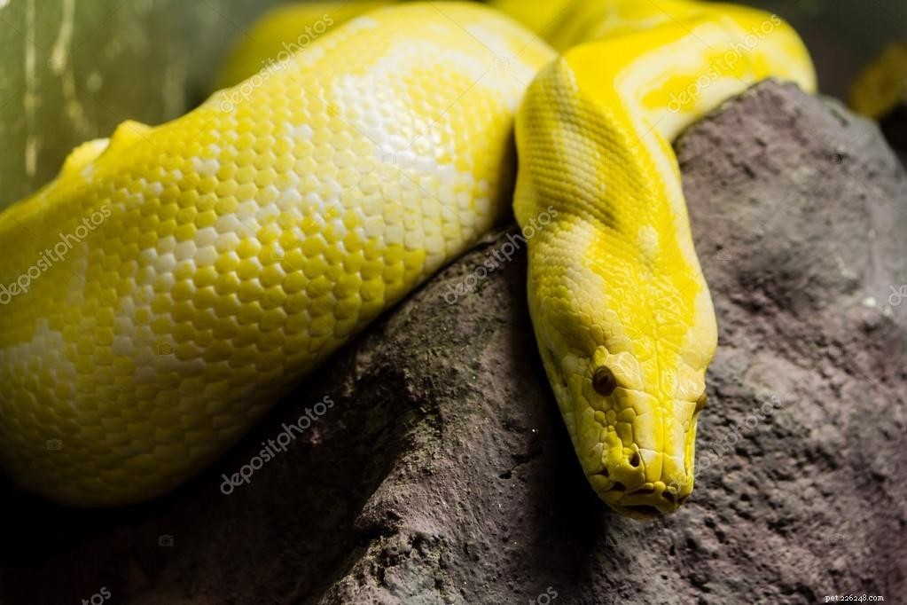 Python :le serpent géant peut même manger un homme