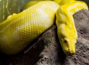 Python:A cobra gigante pode até comer um homem