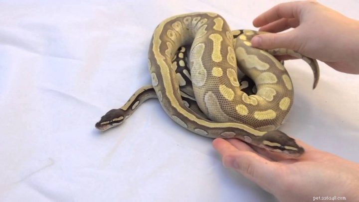 Python：巨大なヘビは男を食べることさえできます 