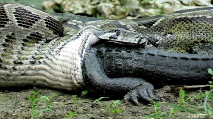 Python:de gigantische slang kan zelfs een man opeten