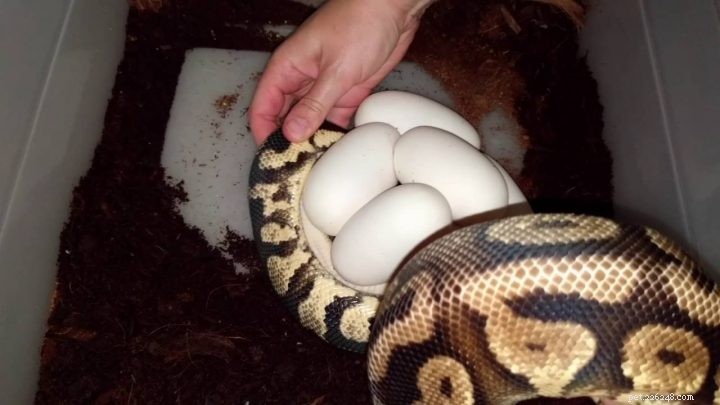 Питон:Гигантская змея может съесть даже человека
