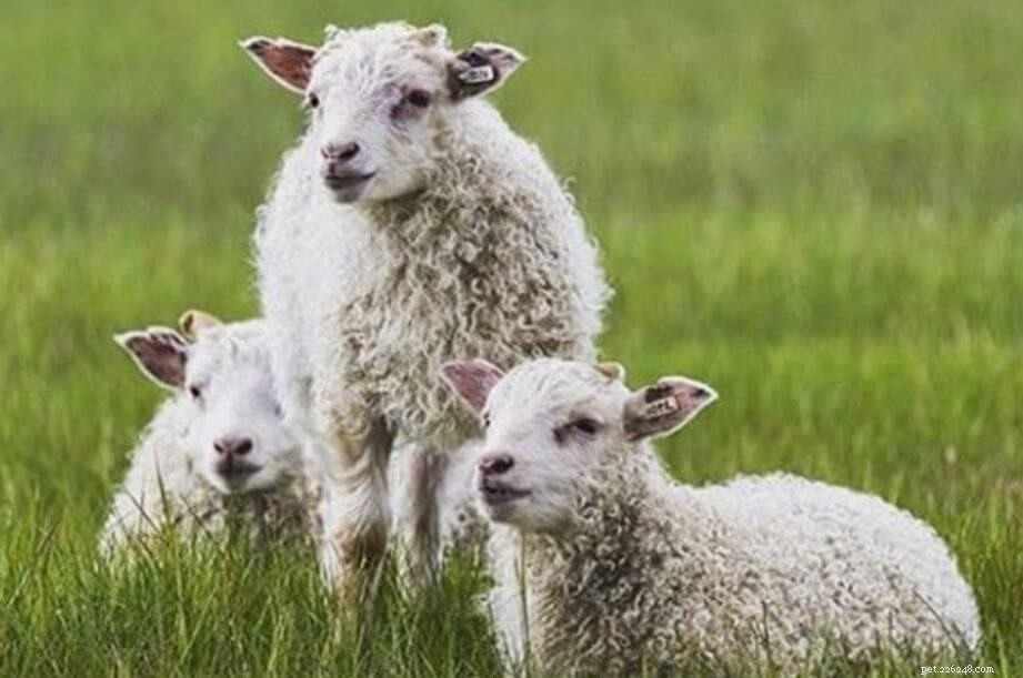 Caractéristiques des moutons