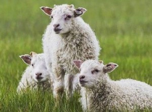 羊の特徴 