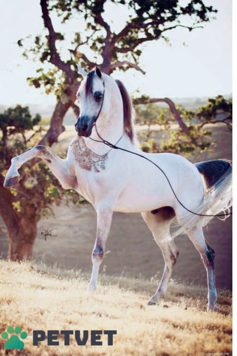 아라비아 말의 특징 및 기질