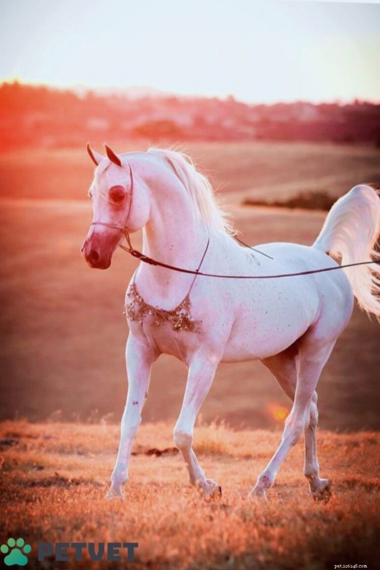 아라비아 말의 특징 및 기질