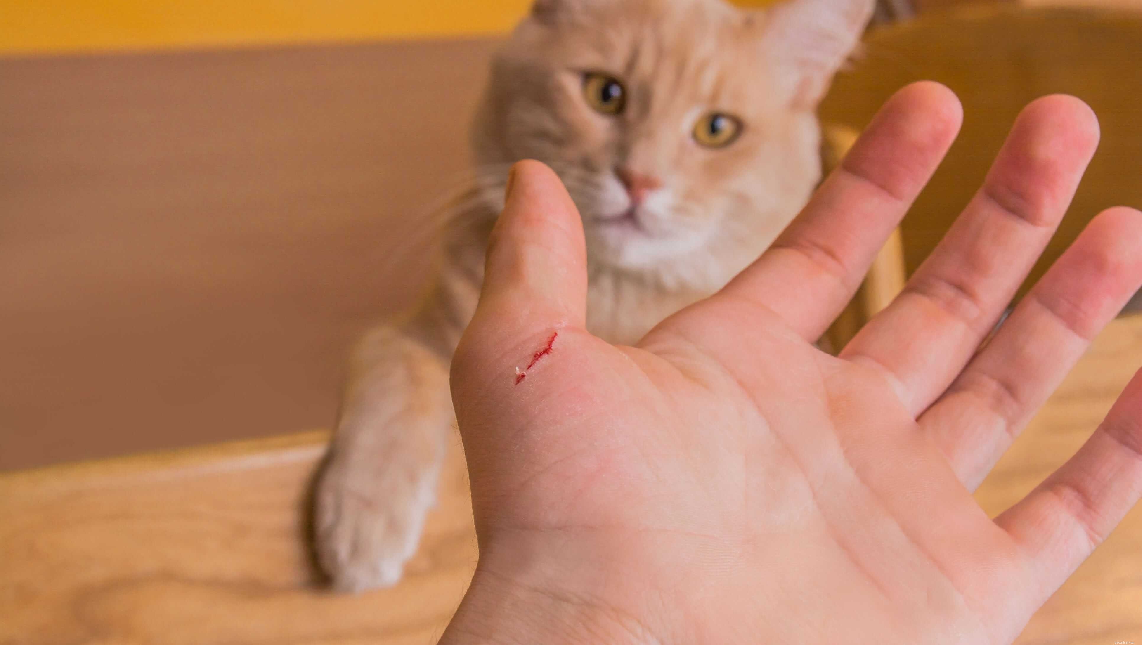 Come gli esseri umani prendono la rabbia da un graffio di gatto?