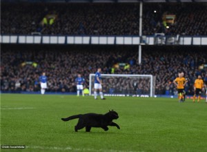 SUPERSTITIES:zwarte katten beschouwd als pech of geluk