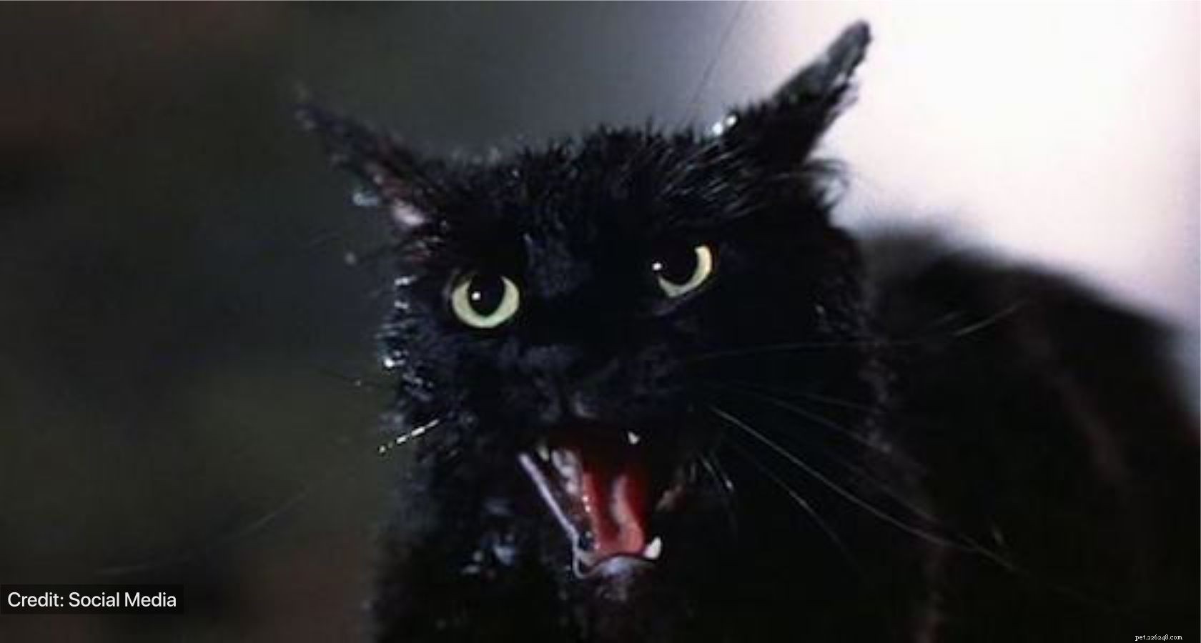 СУЕВЕРИЯ:черные кошки приносят несчастье или удачу