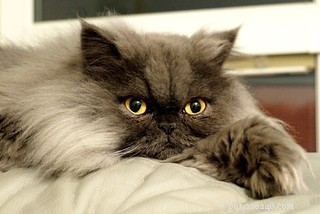 Känn till om viktiga egenskaper hos en vacker persisk katt