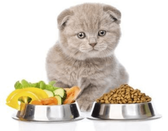 Een analyse van kattenvoer:de beste voeding voor uw kat