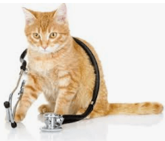 En analys av kattmat:bästa näringen för din katt 