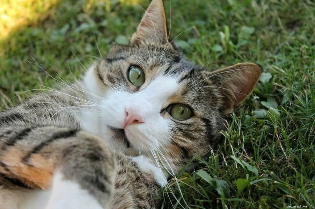 Kočky podivné zvyky, které jsou pro kočky „normální“
