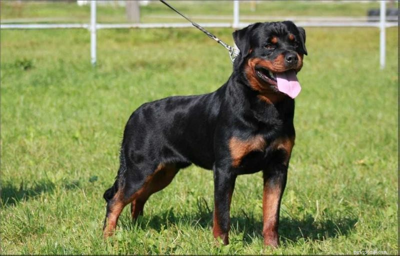 Cão Rottweiler:Todas as informações sobre esta raça
