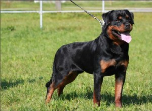 Cão Rottweiler:Todas as informações sobre esta raça