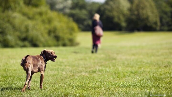 Jak předcházet rakovině kostí u psů?