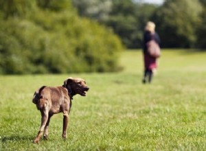 Como prevenir o câncer ósseo em cães?