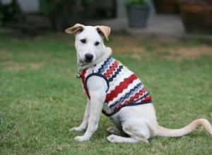 Os melhores presentes de Natal para cães de 2019