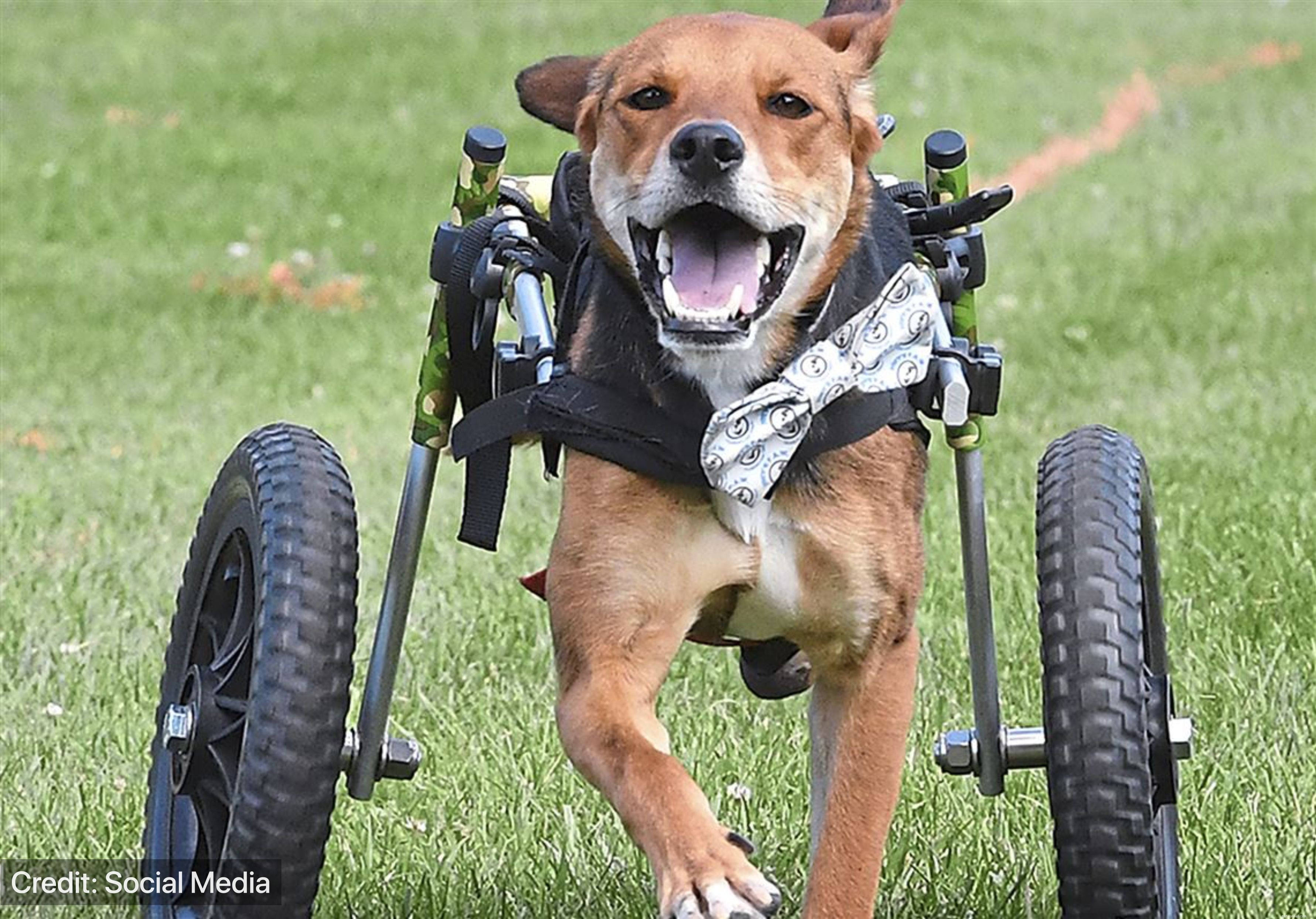 Användning av proteser för en handikappad hund