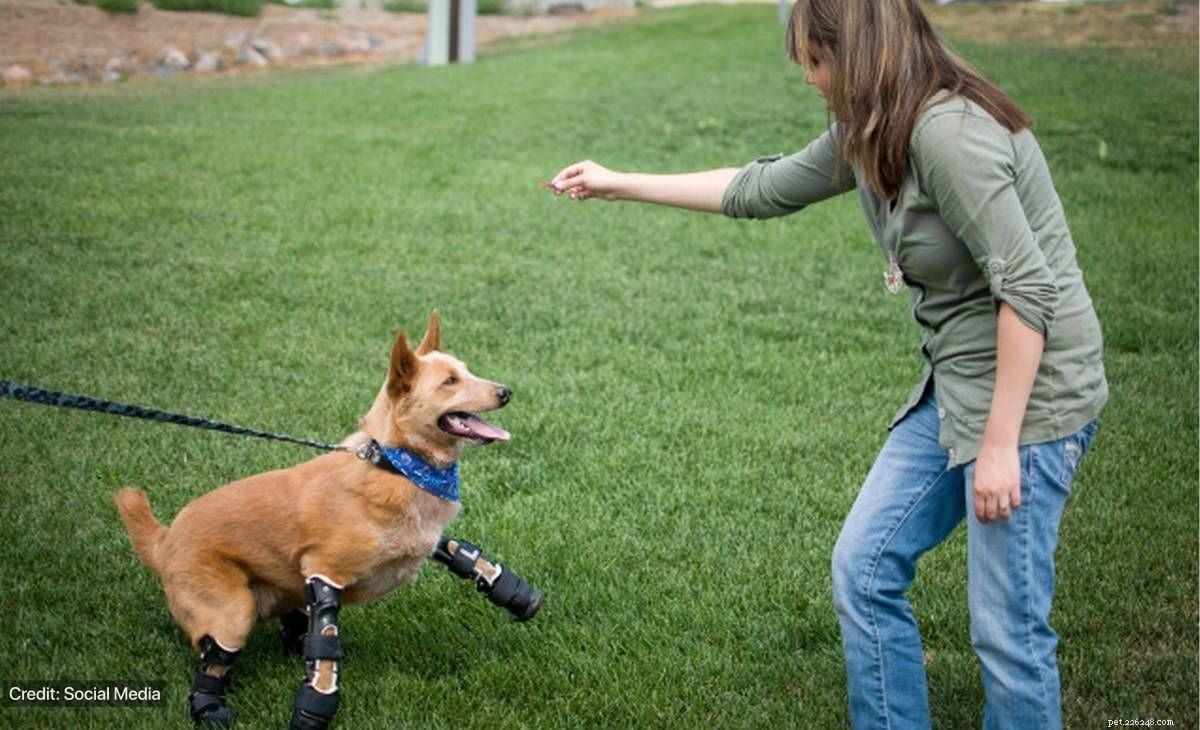 Gebruik van prothetische ledematen voor een gehandicapte hond