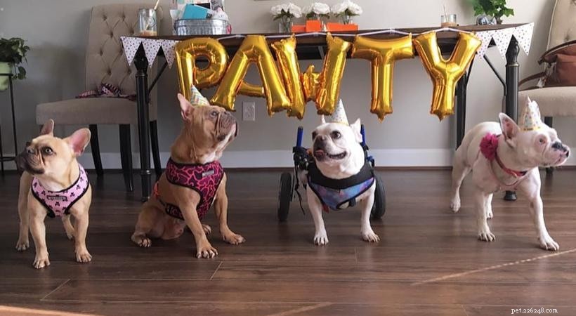 Ideeën om het verjaardagsfeestje van je hond te vieren