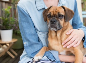 コミュニケーションする犬の秘密の言葉 