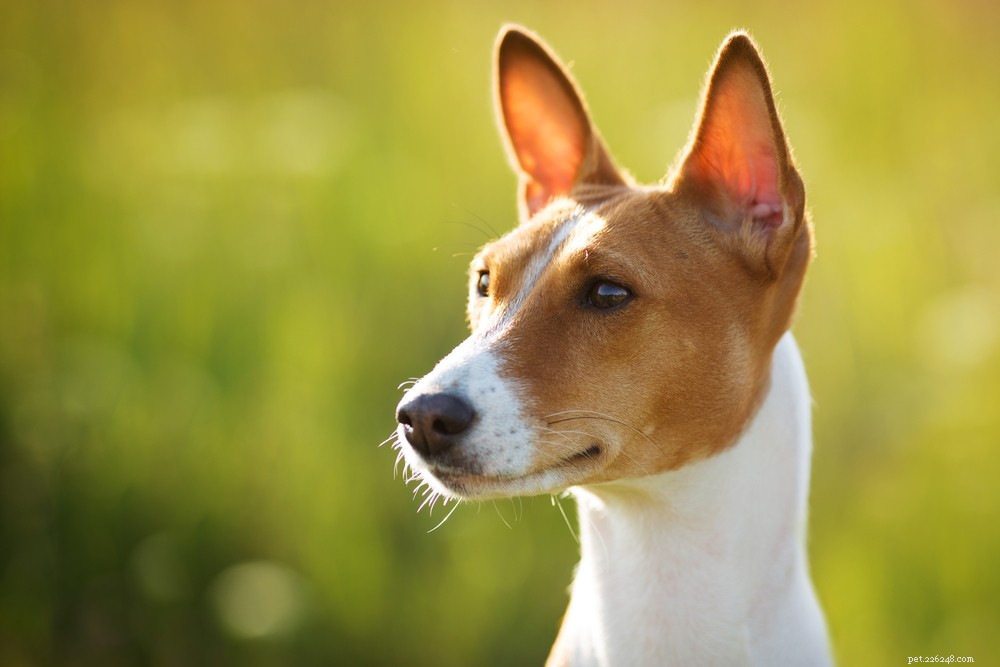 De geheime taal van honden om te communiceren