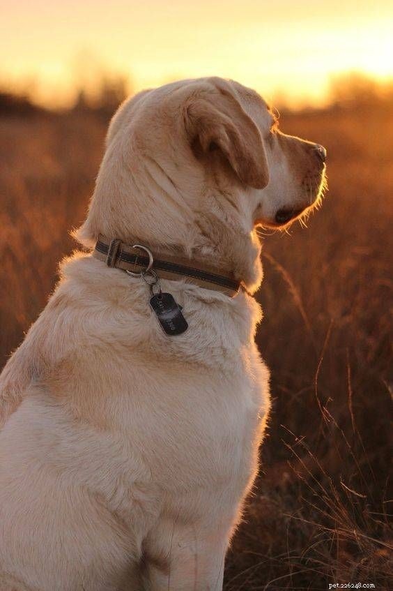 Ken de Labrador Retriever en zijn levensverwachting: