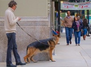 Diretrizes para criar um filhote de cachorro como um cão perfeito por veterinários - Saiba tudo sobre isso